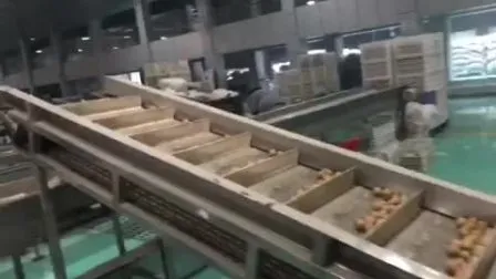 Fournisseur chinois de noyaux de noix, moitiés de noix ambrées claires, moitiés extra légères, noyaux de noix